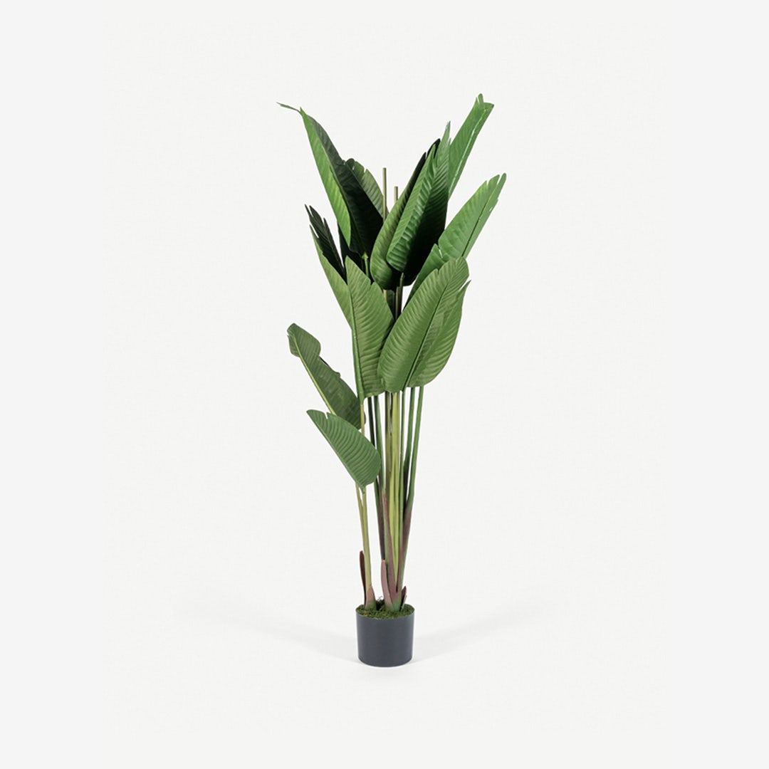 Bird of Paradise Tree With Pot 210cm