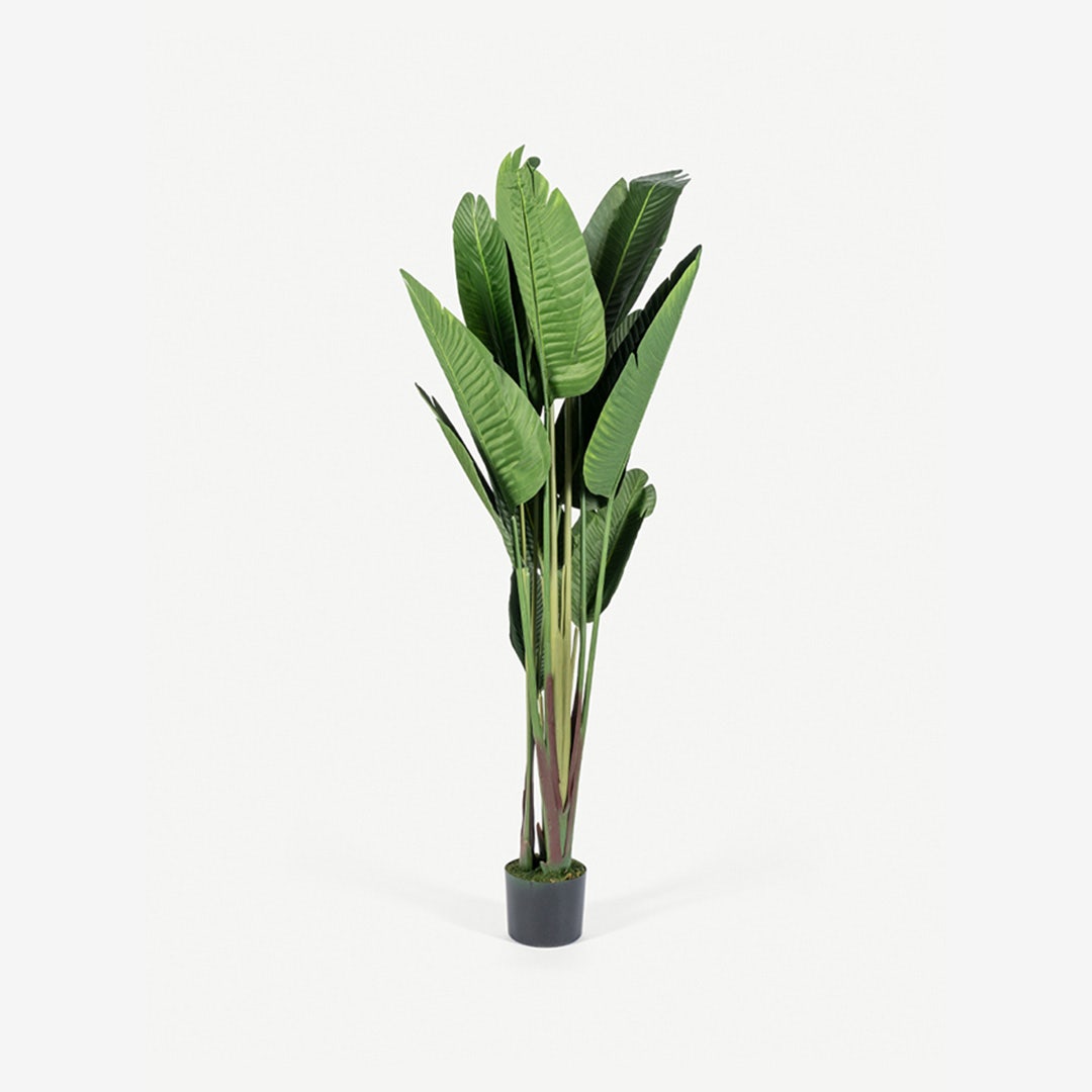 Bird of Paradise Tree With Pot 210cm