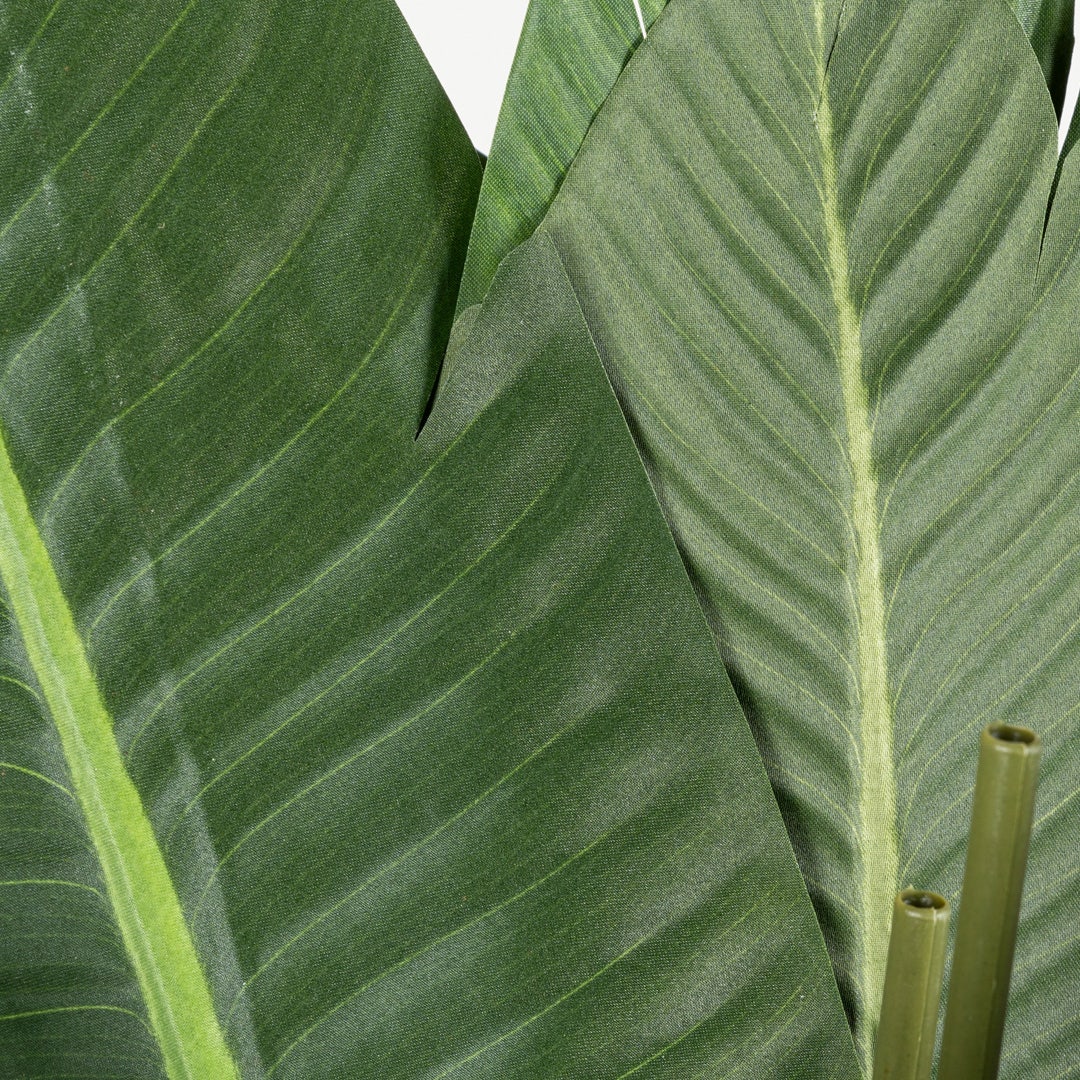 Bird of Paradise Tree With Pot 210cm