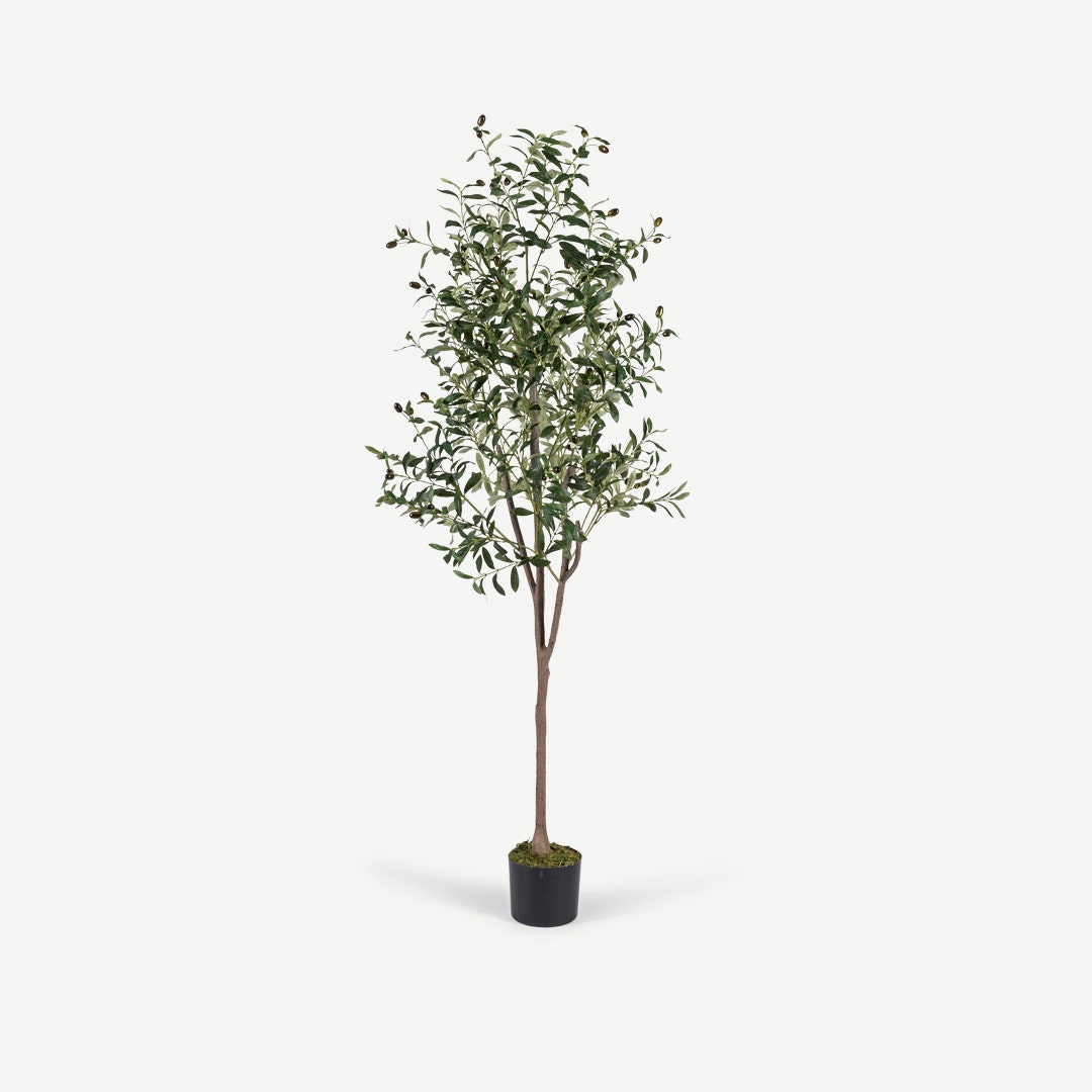 Olive Tree With Pot 240cm