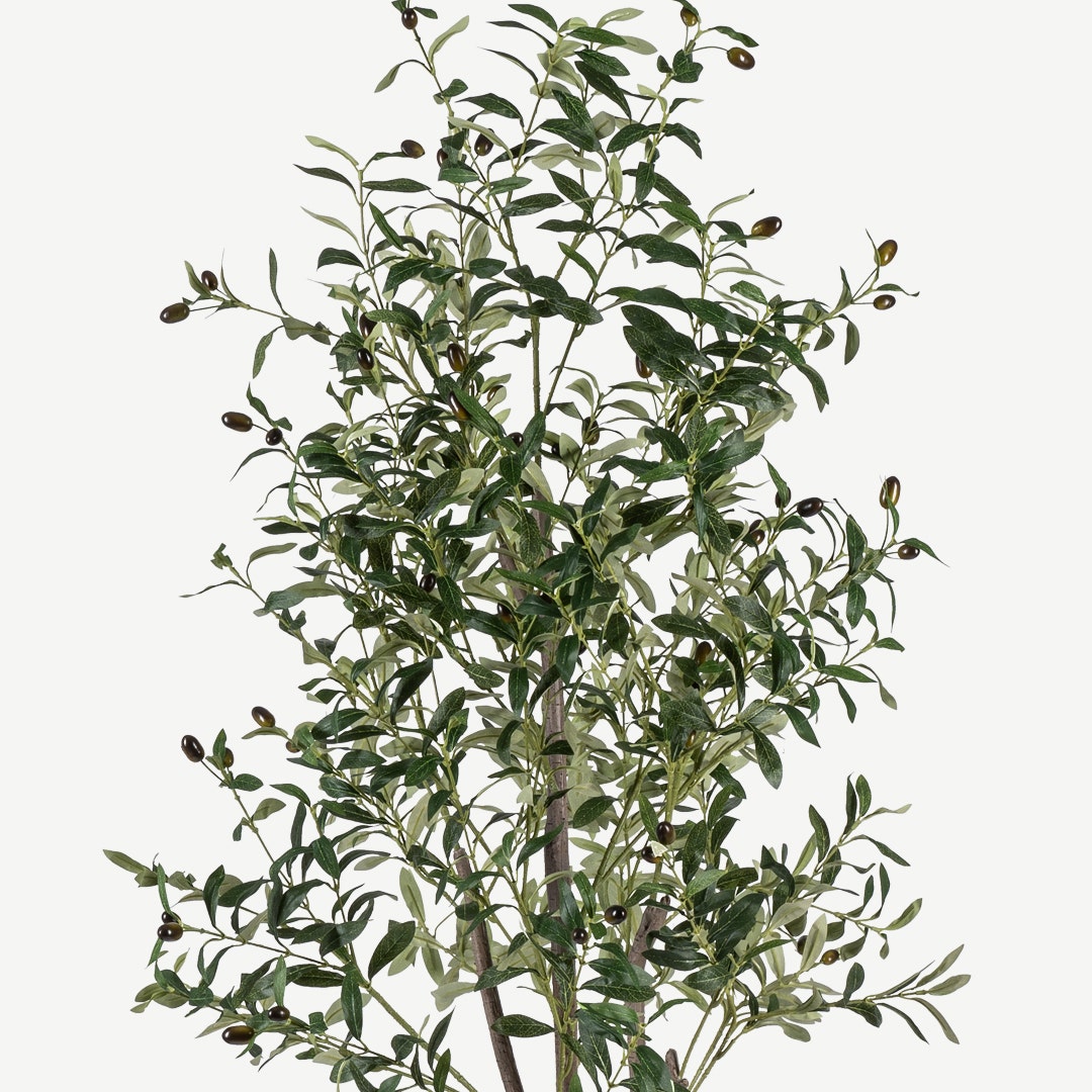 Olive Tree With Pot 240cm