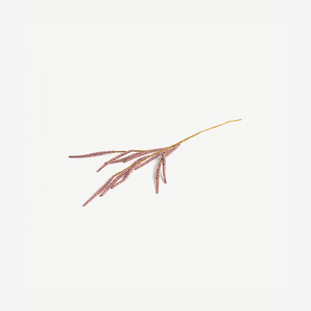 Pampas Grass -Blush