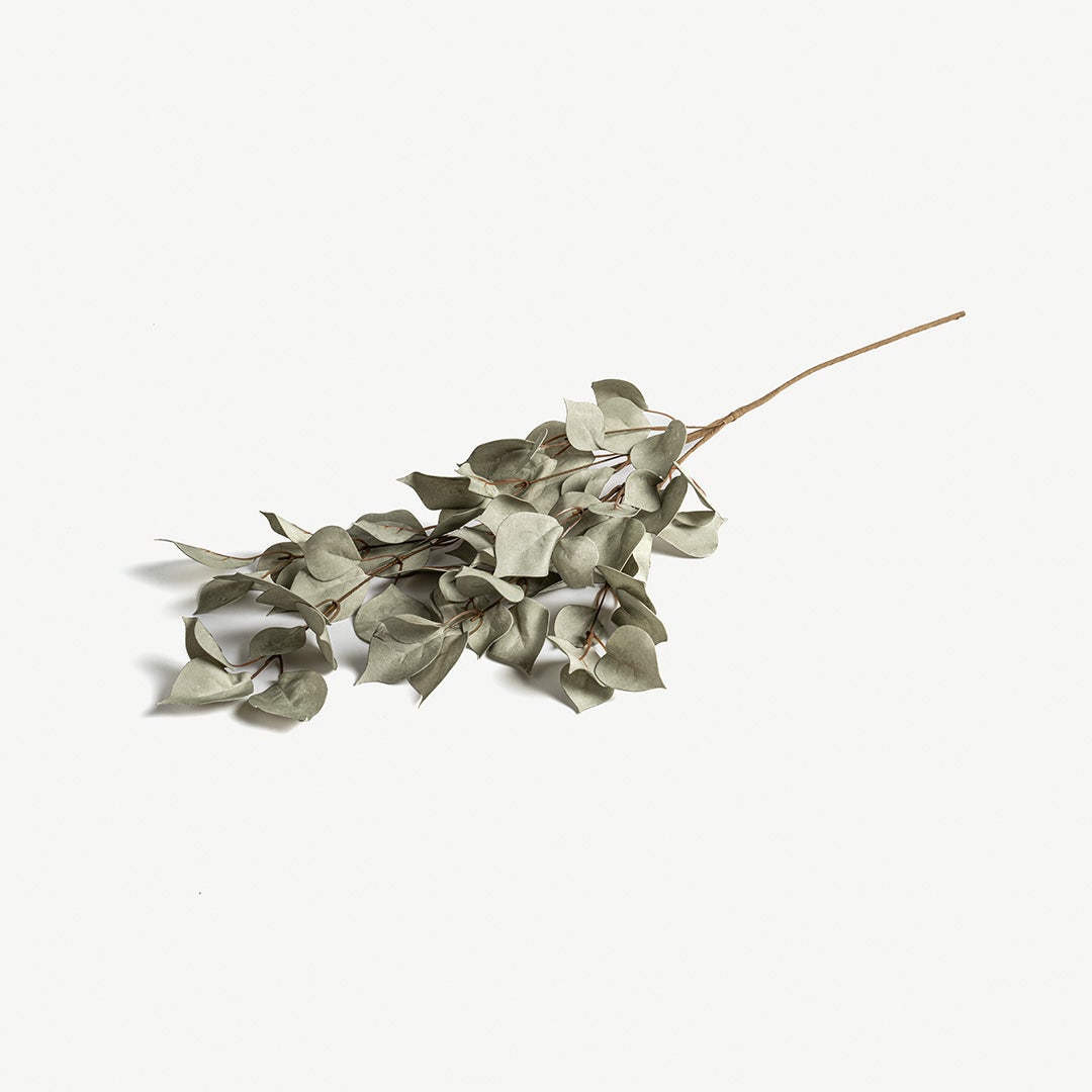Euphorbia Leaves -Pastel Green