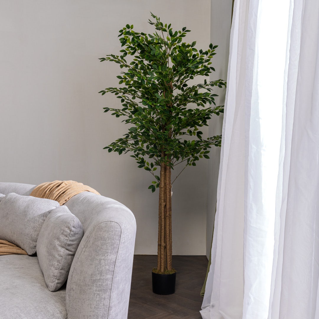 Ficus Tree With Pot 210 cm