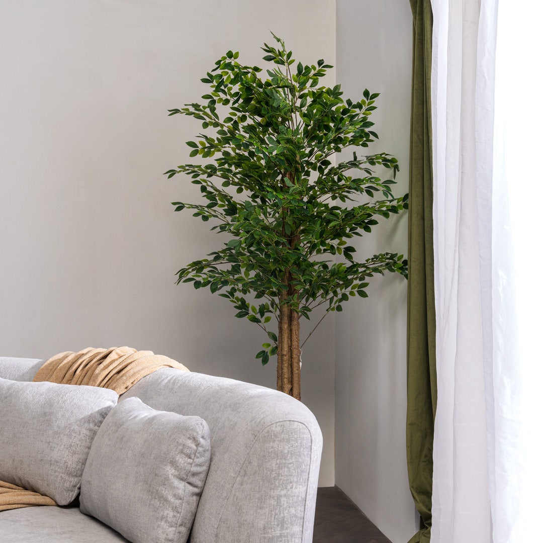 Ficus Tree With Pot 210 cm