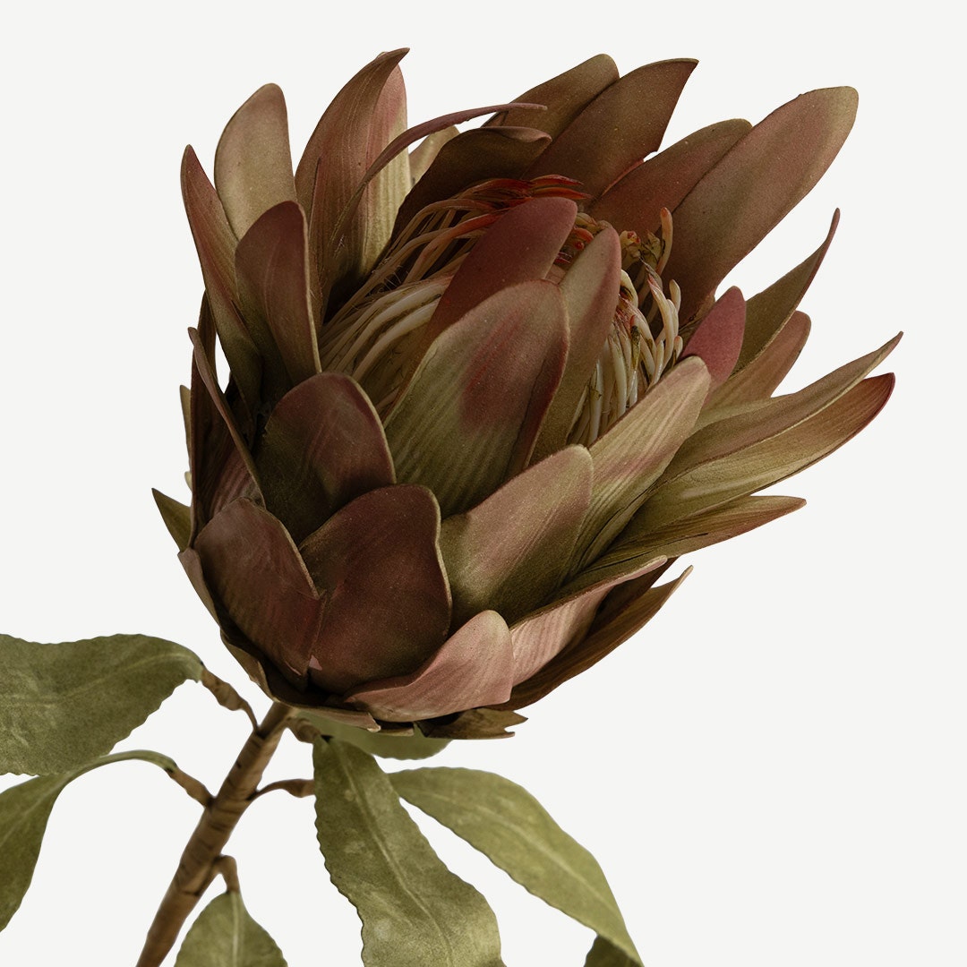 Protea Stem - Green