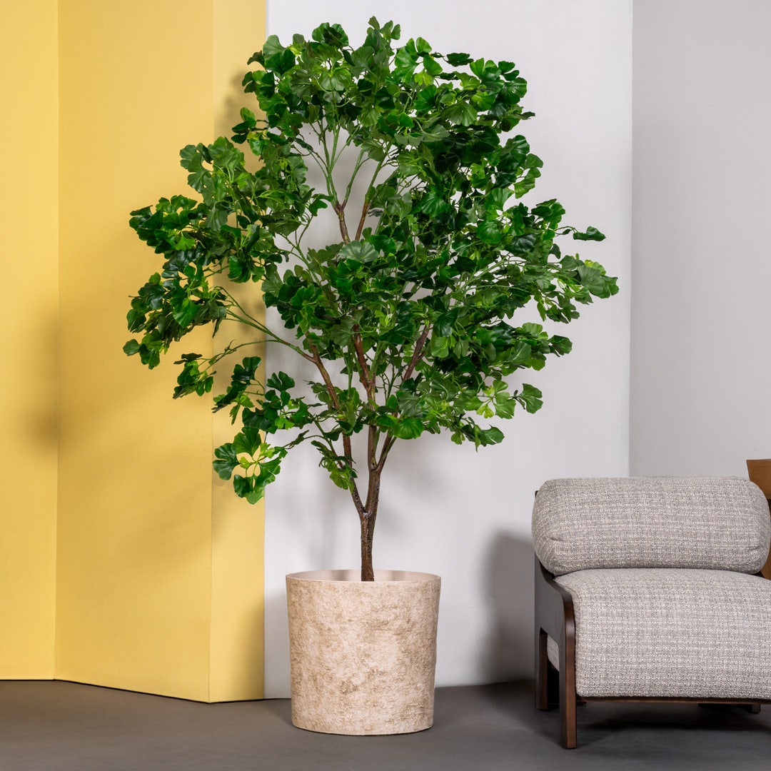 Gingko Tree With Pot 200cm
