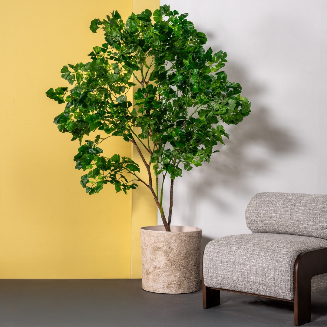 Gingko Tree With Pot 200cm