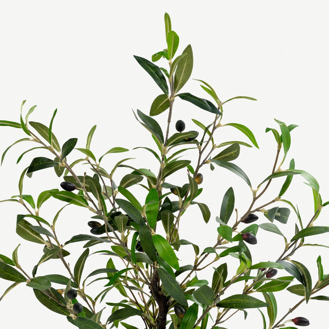 Olive Tree With Pot - 80cm