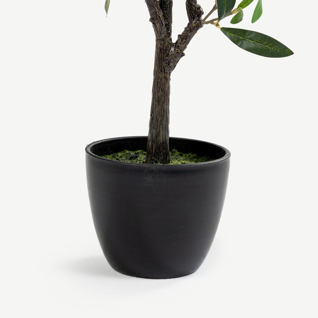 Olive Tree With Pot - 80cm
