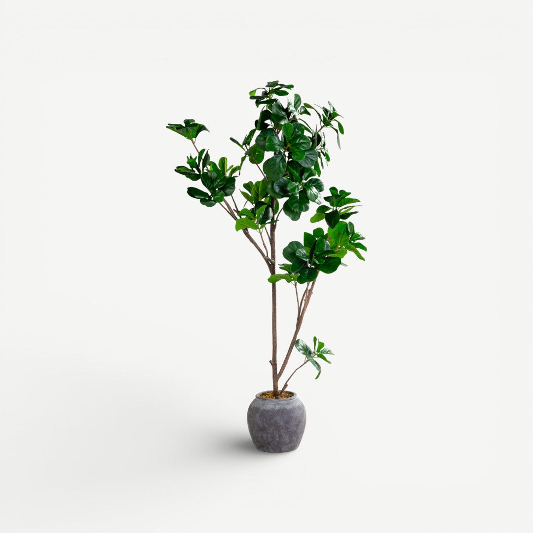 Fig Tree With Pot - 187cm