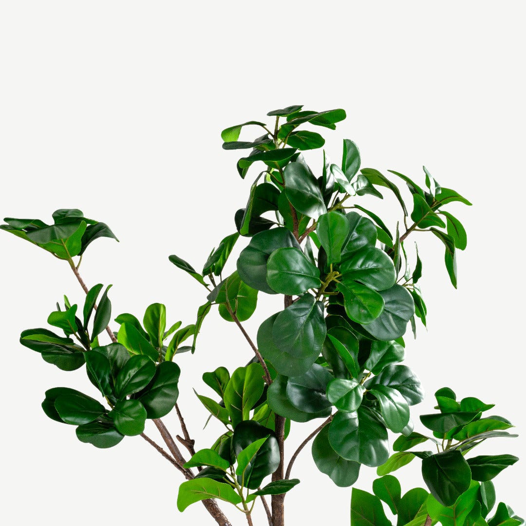 Fig Tree With Pot - 187cm