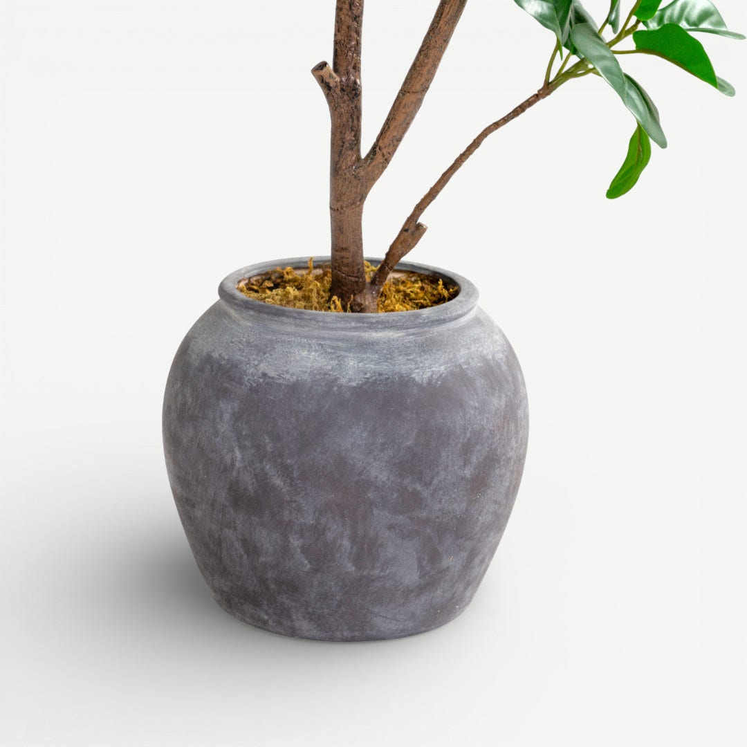 Fig Tree With Pot - 187cm