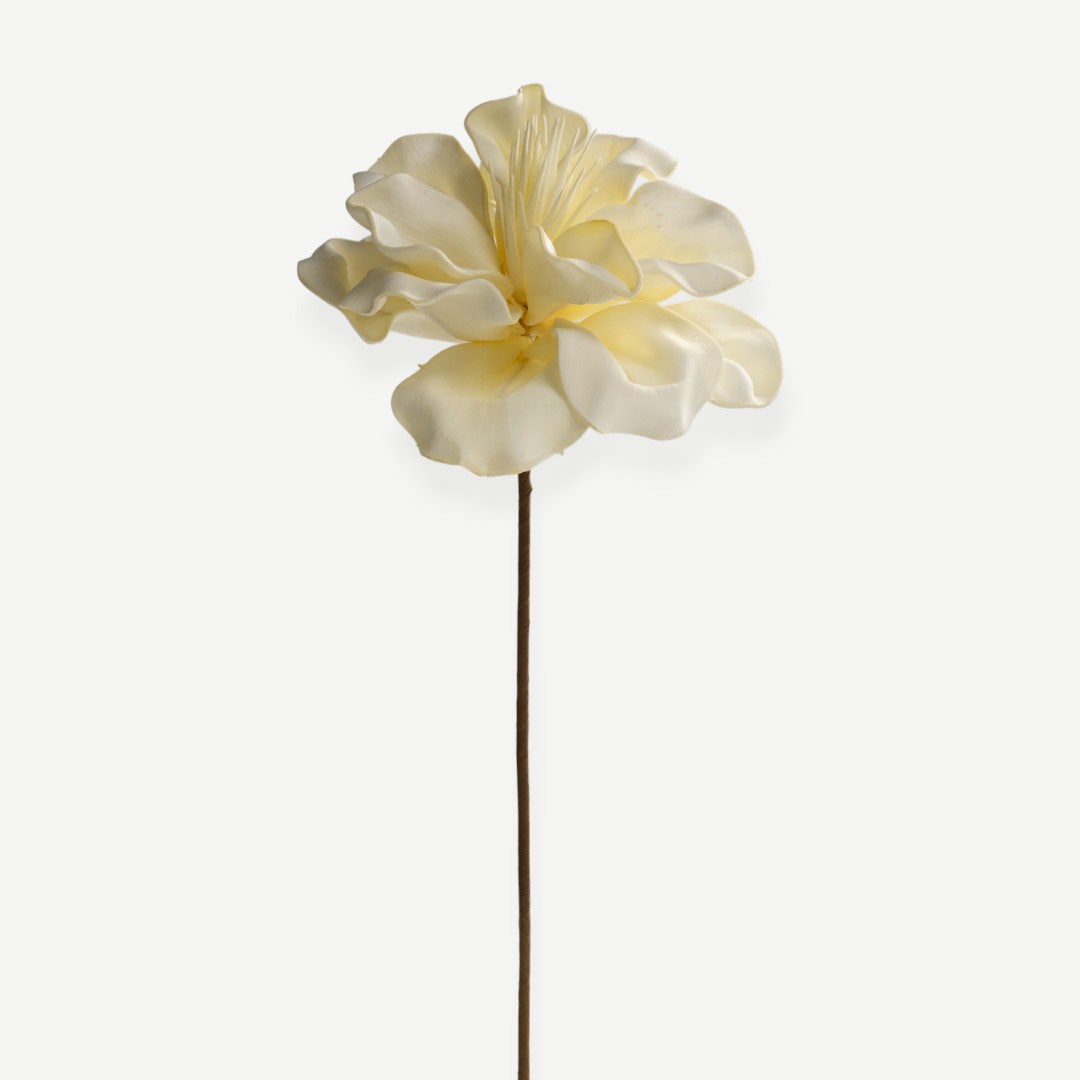 Canna Flower Stem- Cream