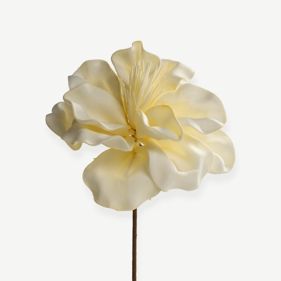 Canna Flower Stem- Cream