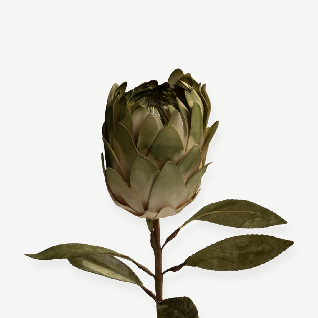 Protea Stem - Green