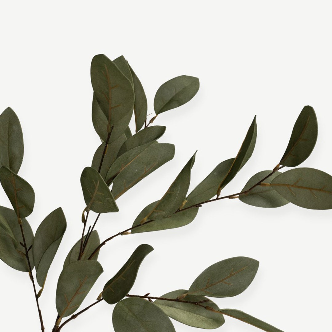 Eucalyptus Leaves - Green
