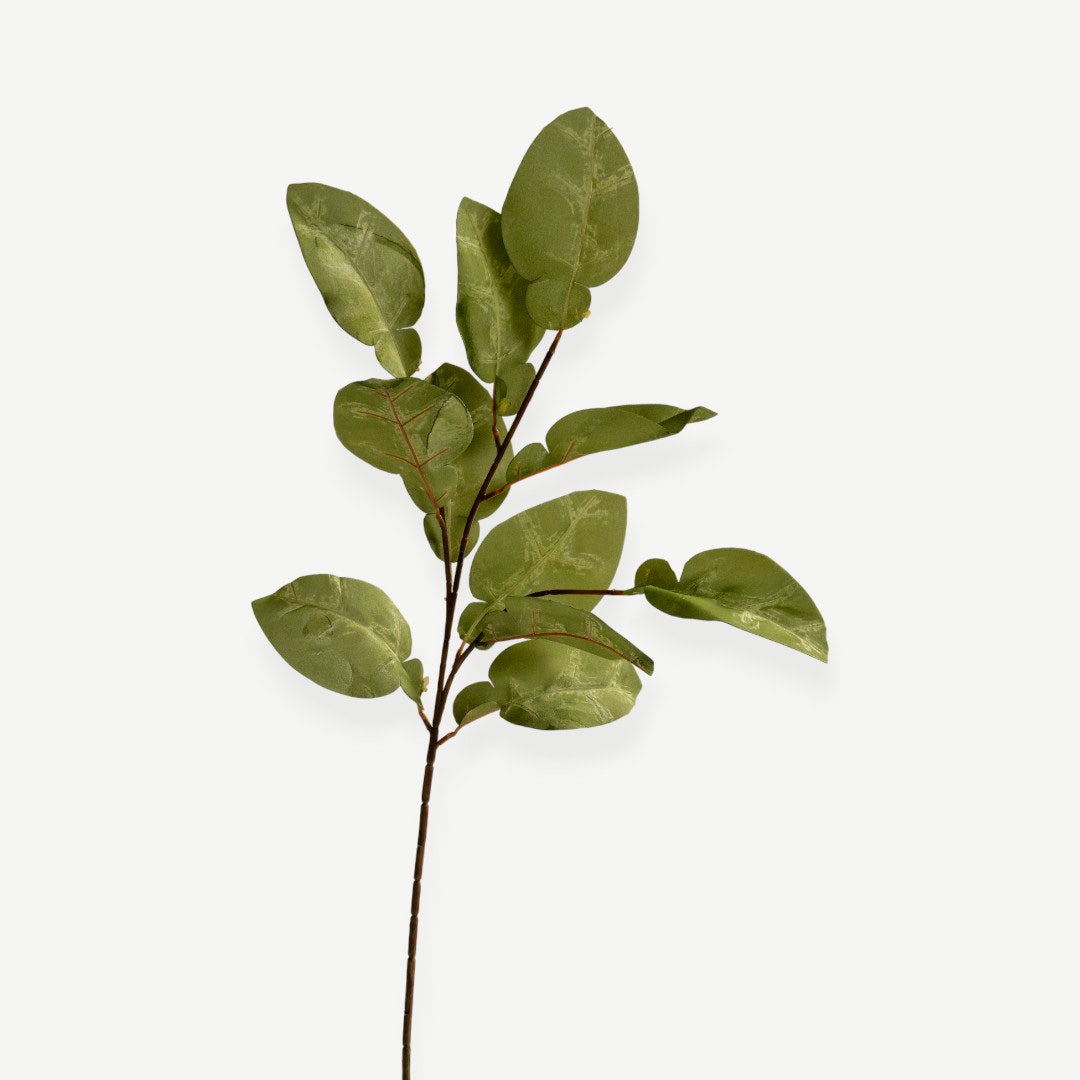 Eucalyptus Leaves - Green