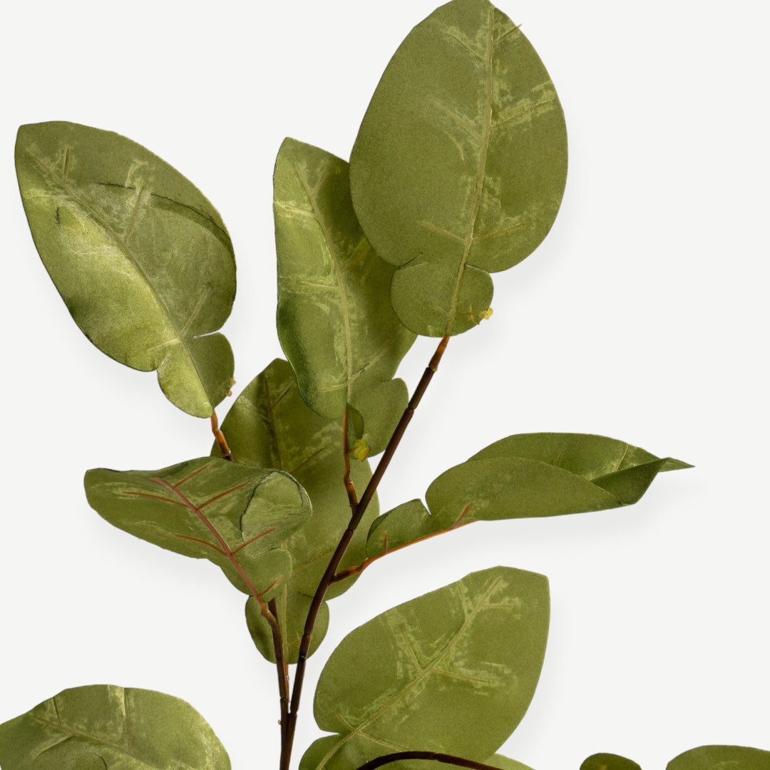 Eucalyptus Leaves - Green