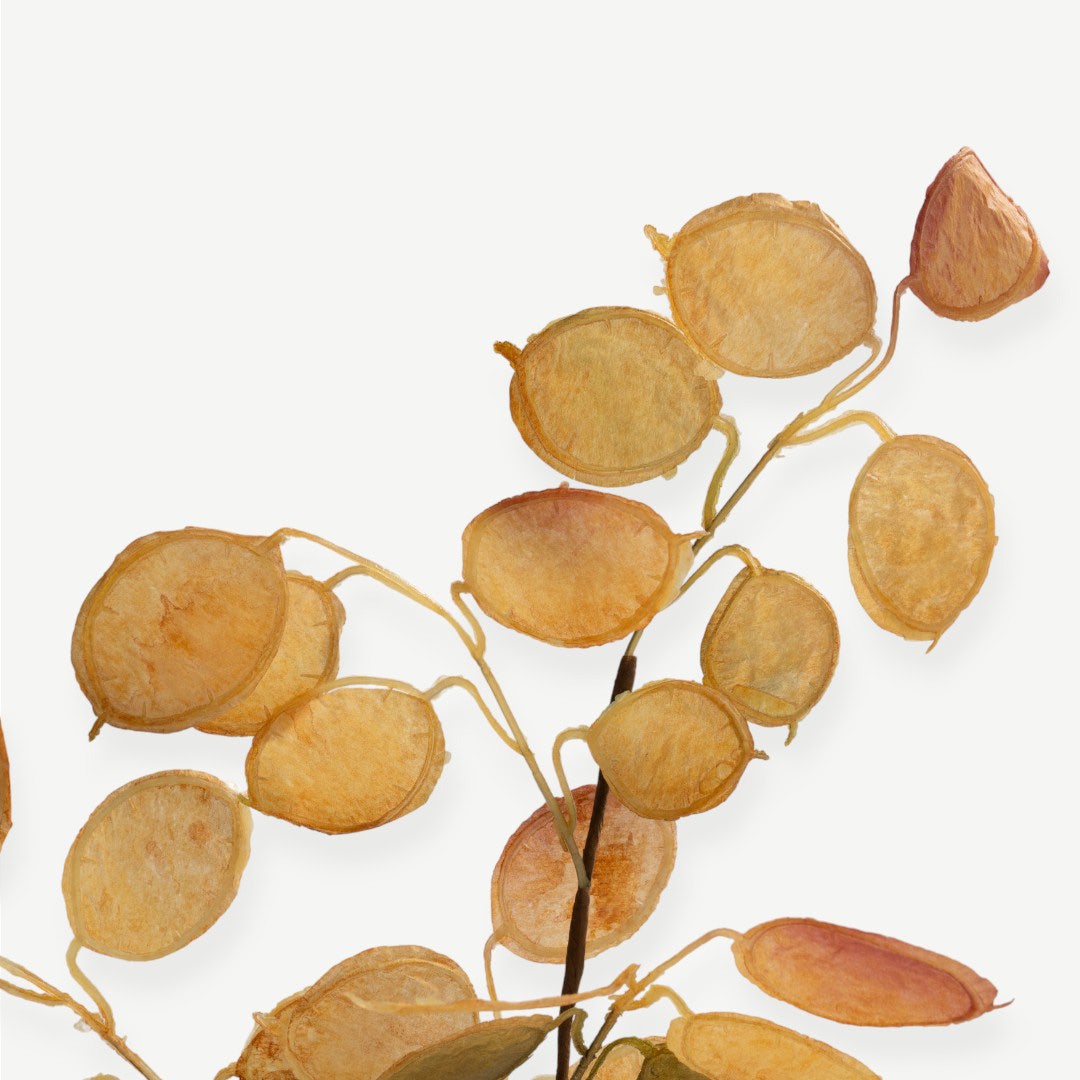 Eucalyptus Leaves - Amber