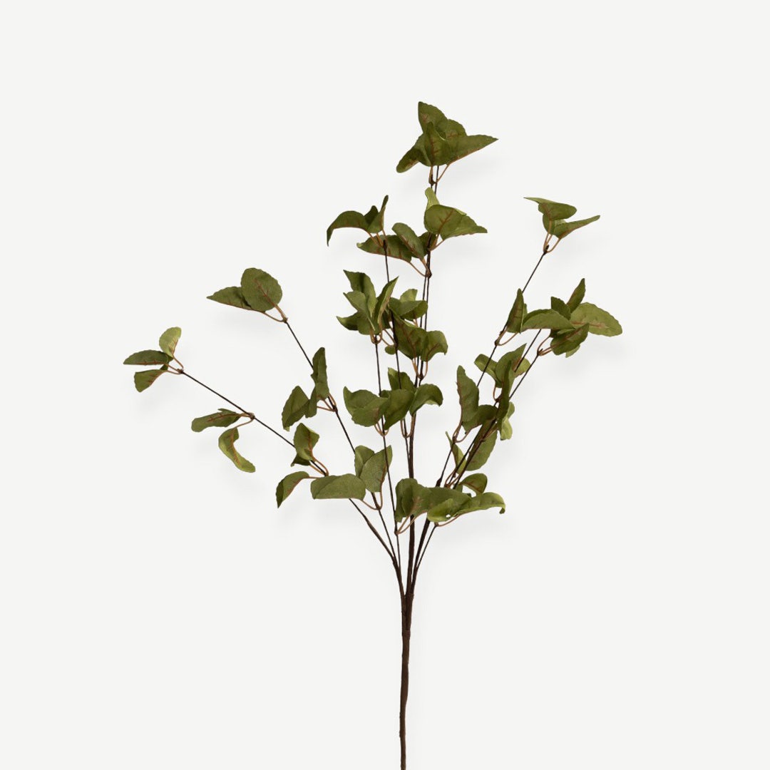 Eucalyptus Leaves - Green