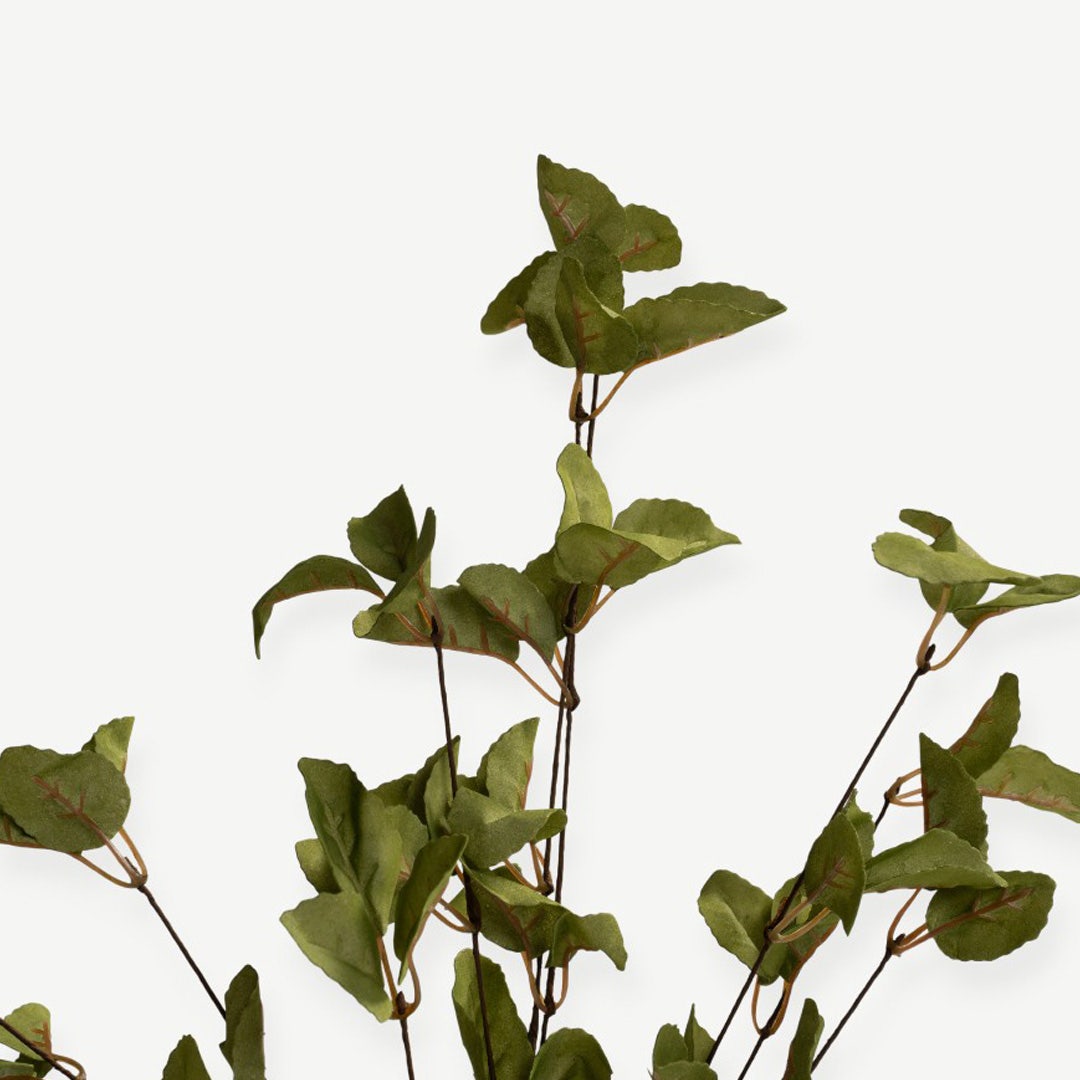 Eucalyptus Leaves - Green