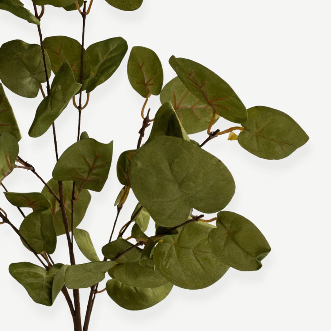 Eucalyptus Leaves - Green