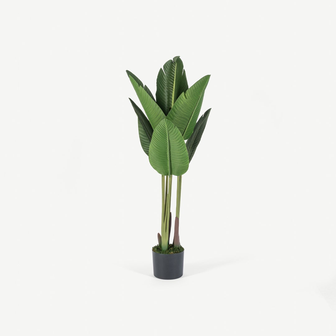 Bird of Paradise Tree With Pot 120cm