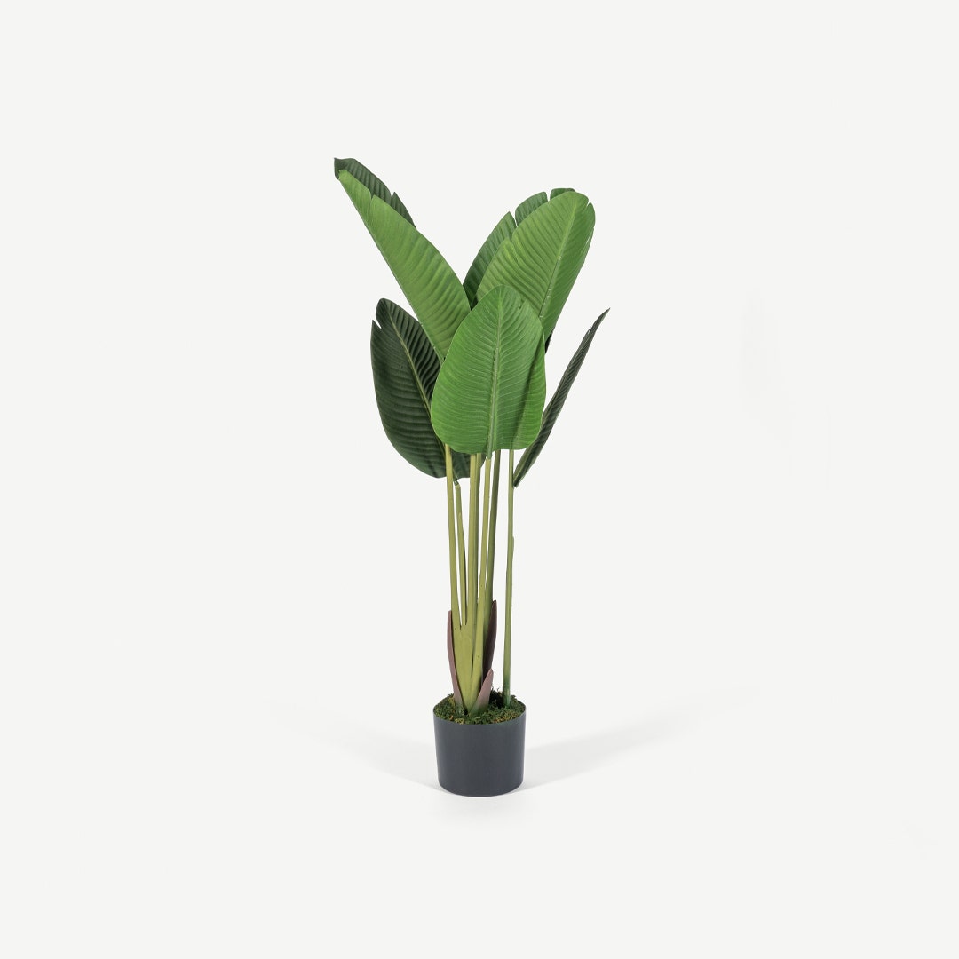 Bird of Paradise Tree With Pot 120cm