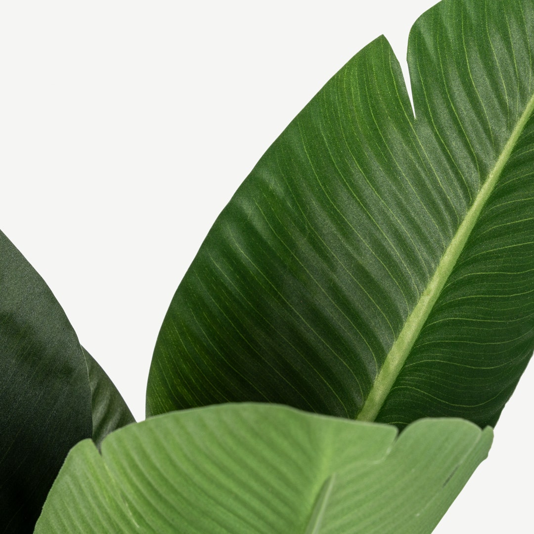 Bird of Paradise Tree With Pot 120cm