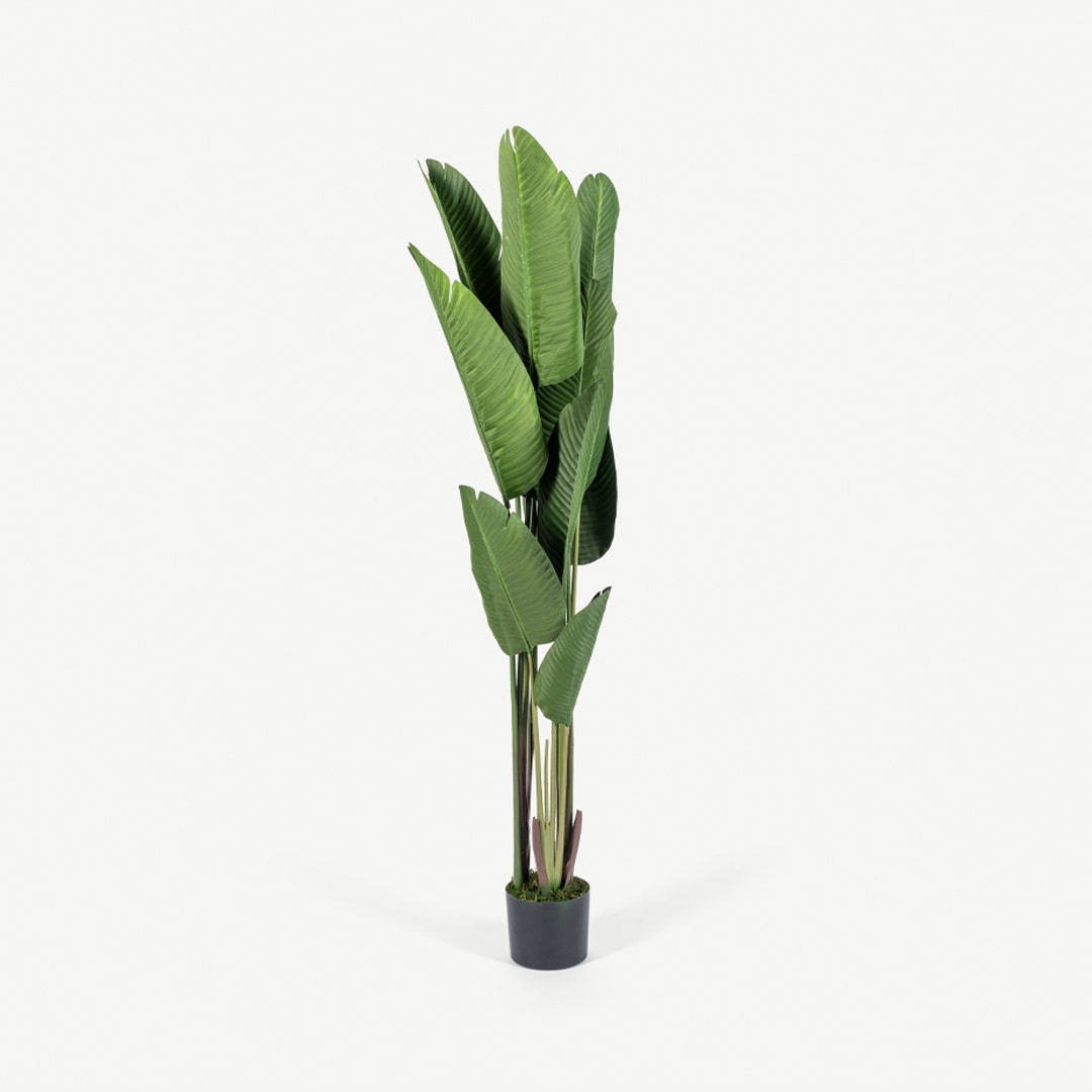 Bird of Paradise Tree With Pot 180cm