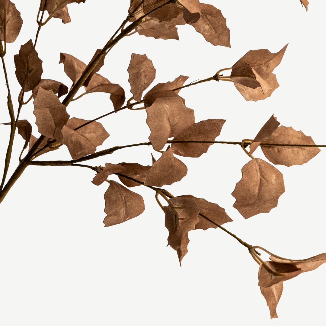 أوراق نبات الطائر الأزرق - بني