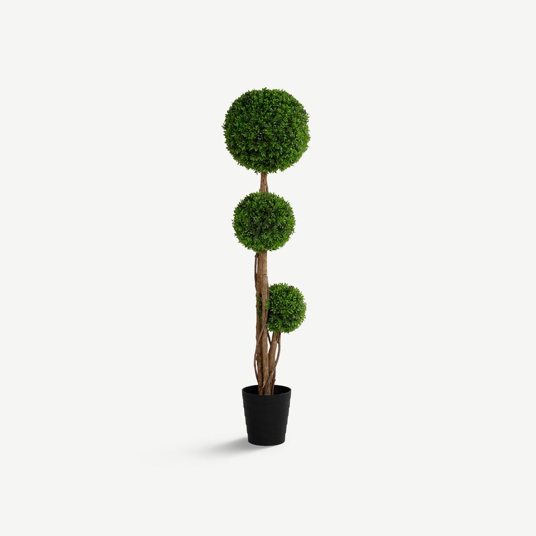Boxwood Tree With Pot 150cm