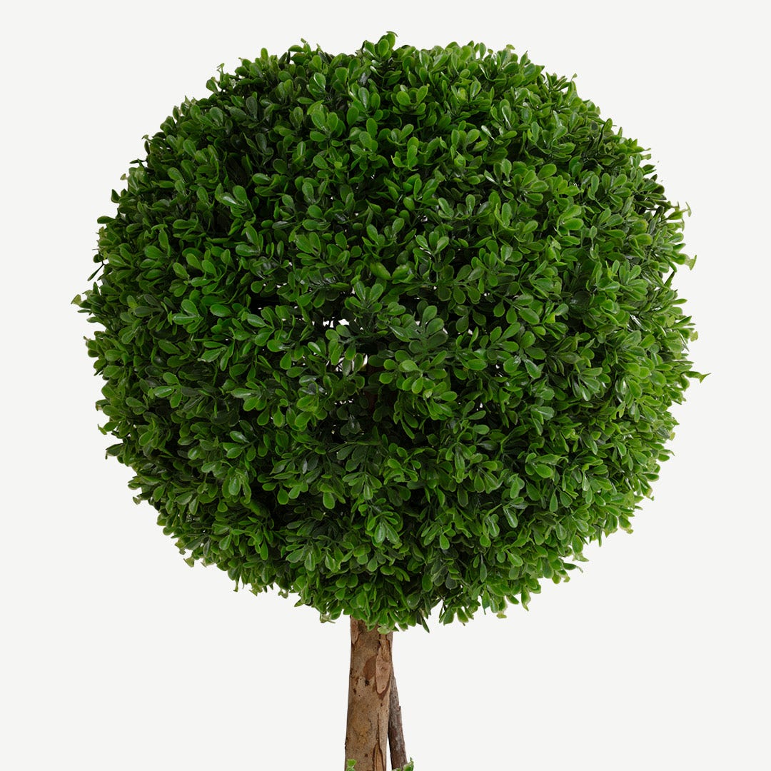 Boxwood Tree With Pot 150cm