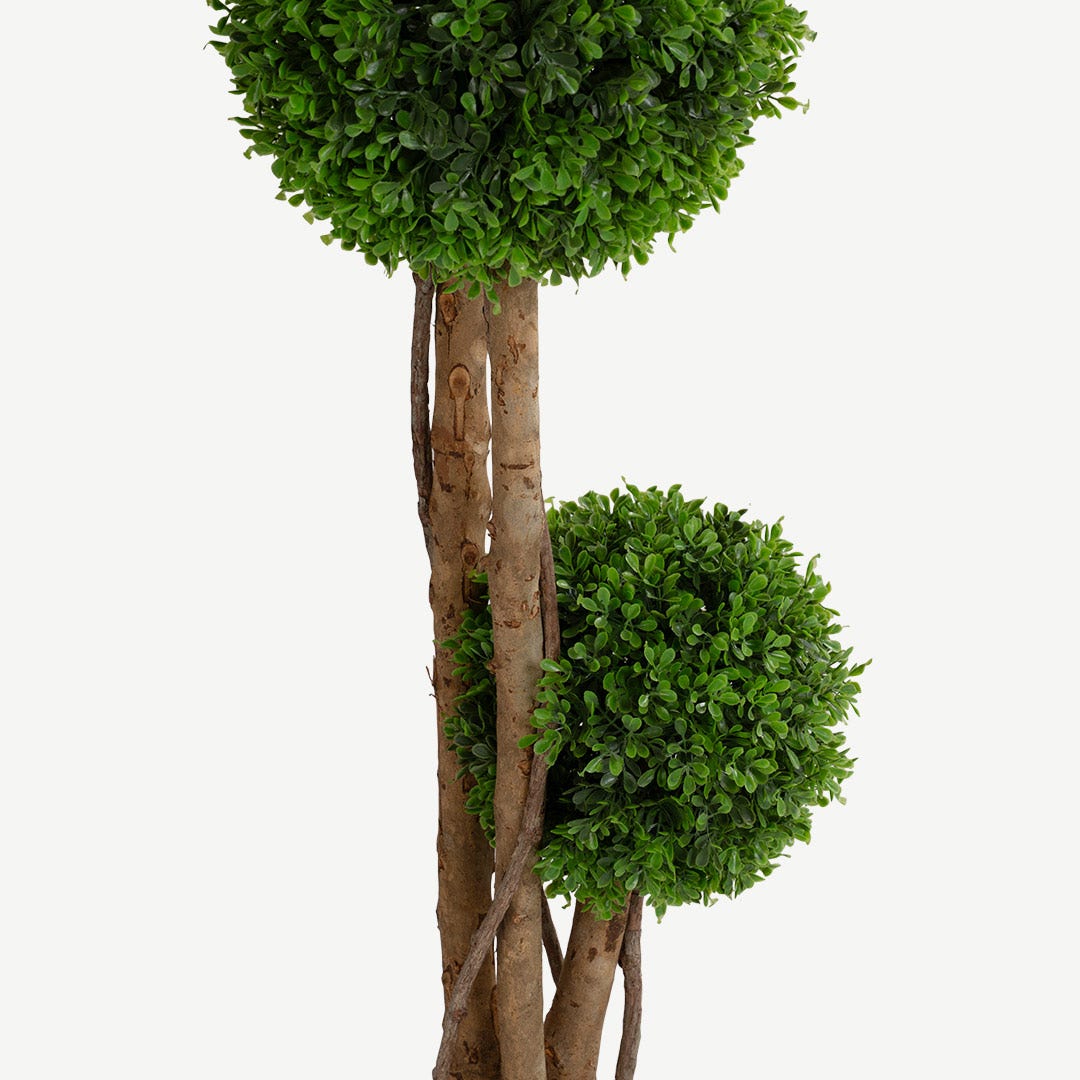 Boxwood Tree With Pot 150cm