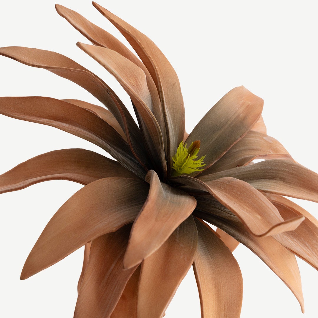 ساق زهرة بروميلي - برتقالي