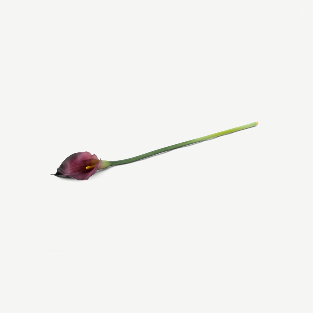 Calla Lily Maroon
