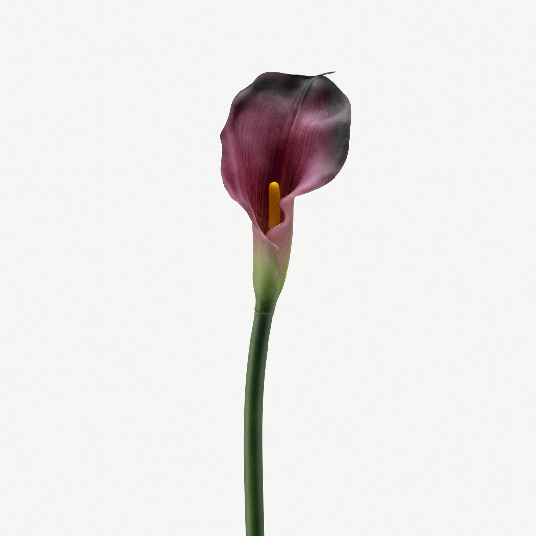 Calla Lily Maroon