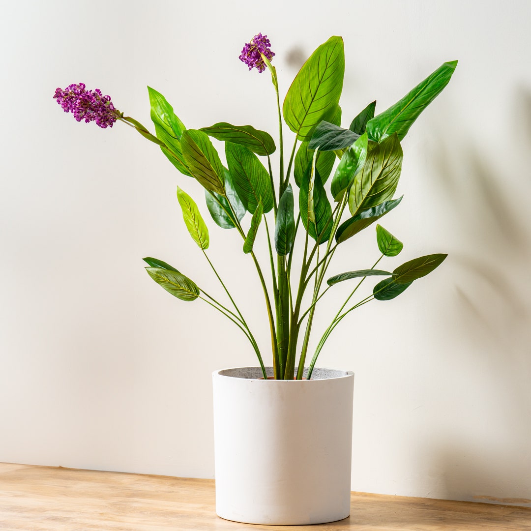 شجرة كانا فيوليت مع وعاء 160 سم