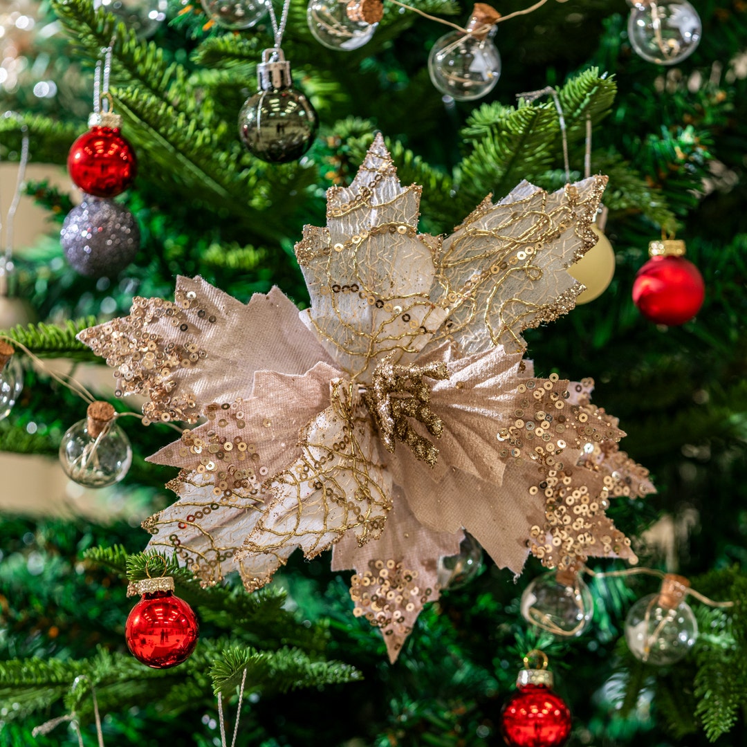 زهرة كريسماس - شامبانيا