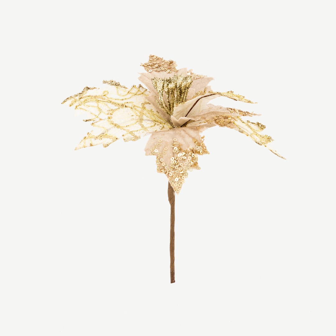 زهرة كريسماس - شامبانيا