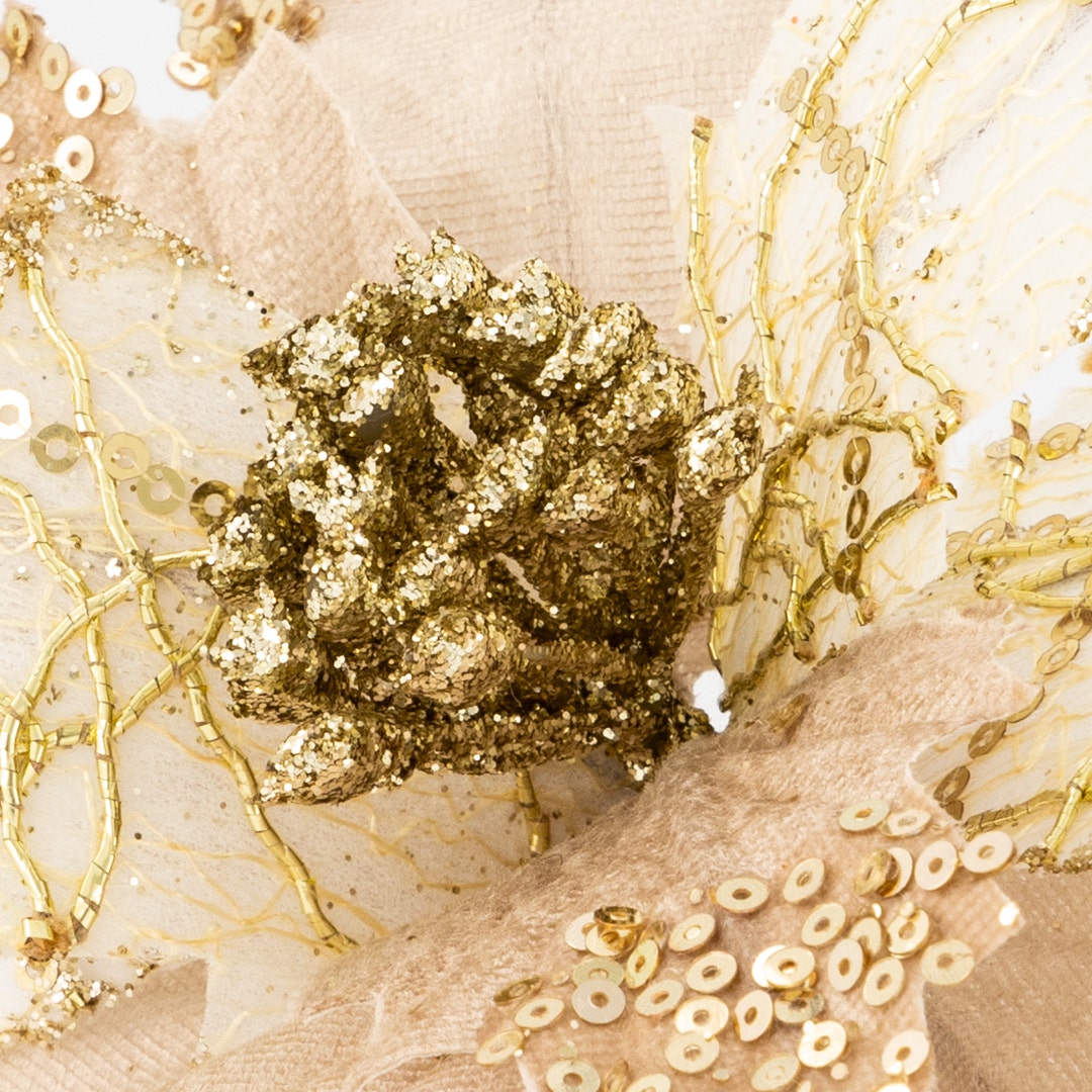 زهرة كريسماس - شامبانيا