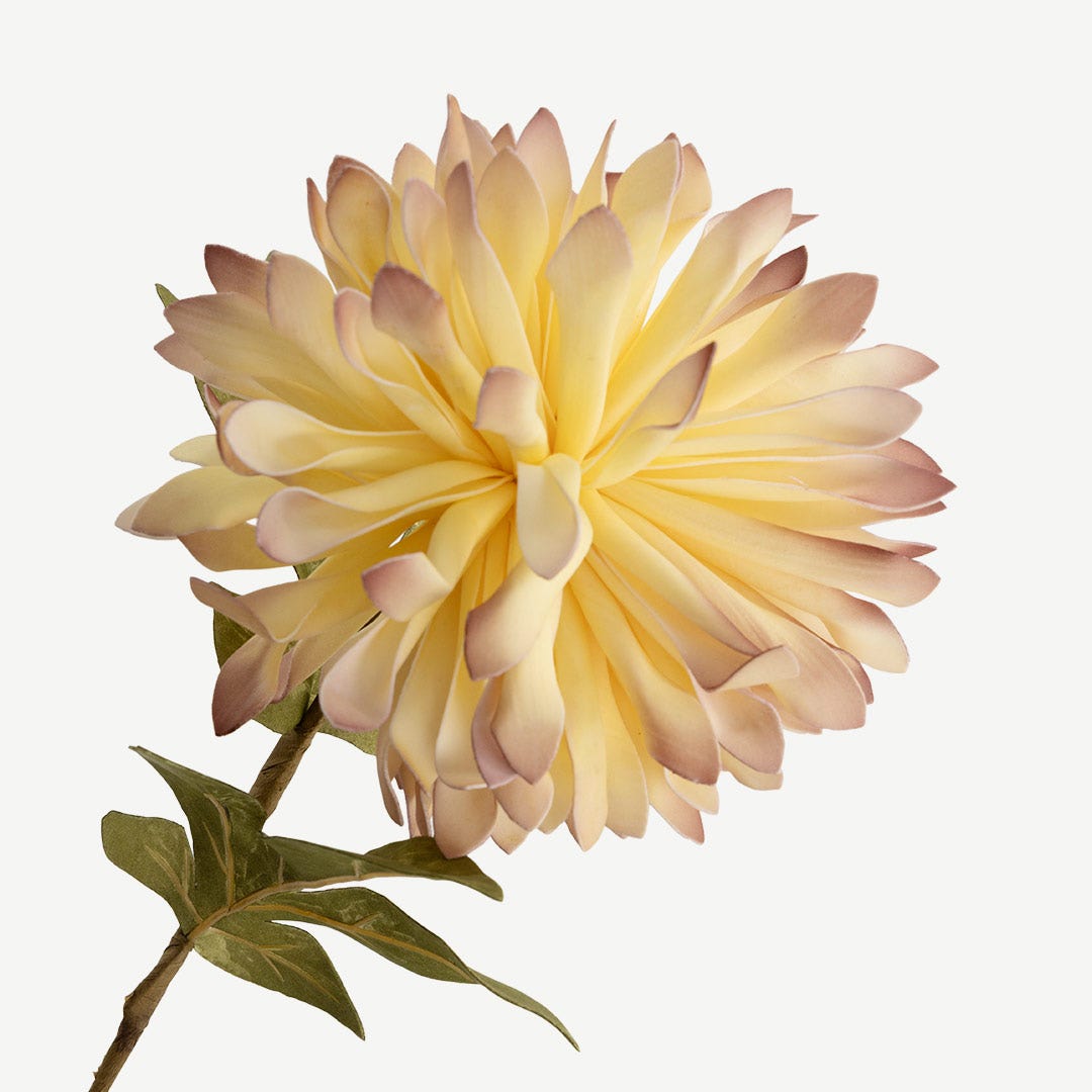 ساق زهرة الأقحوان - كريمي