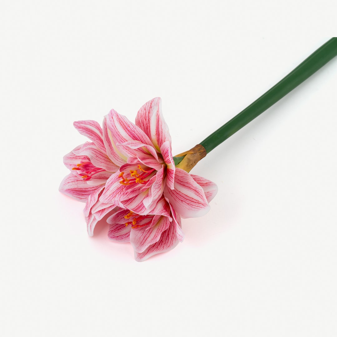 Clivia Miniatia Flower -Pastel Pink