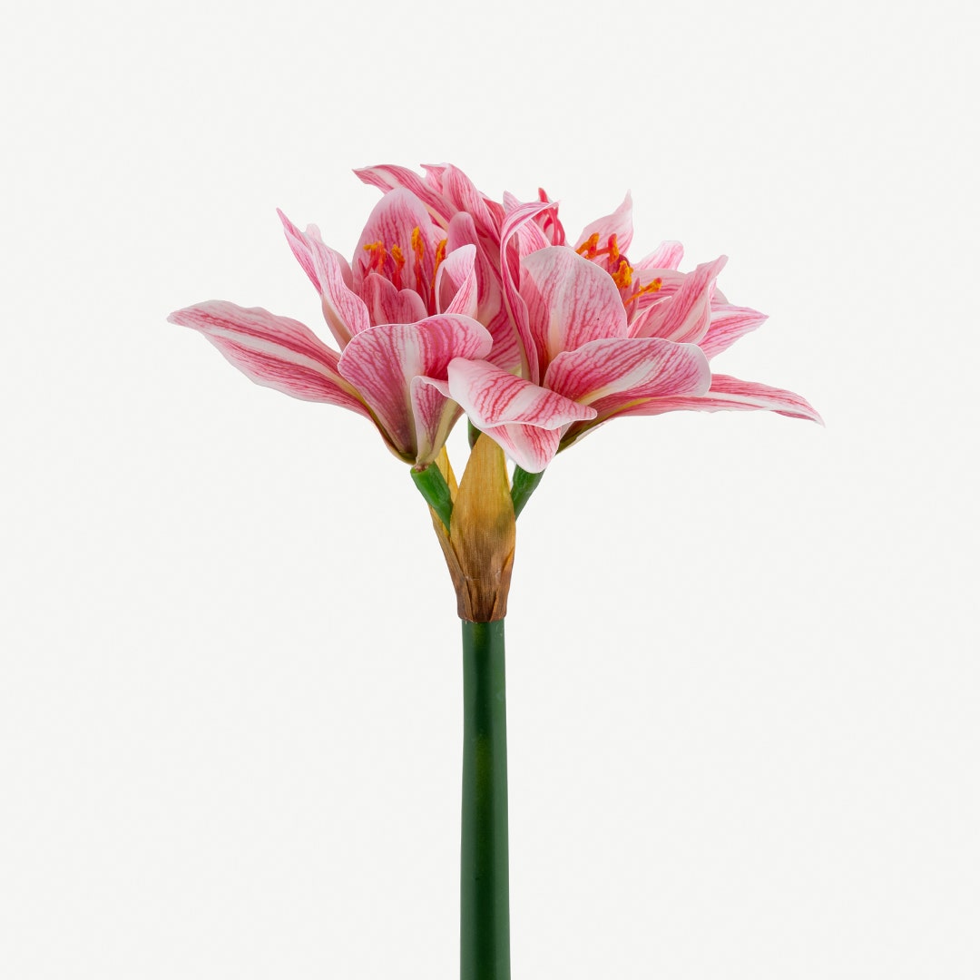 Clivia Miniatia Flower -Pastel Pink
