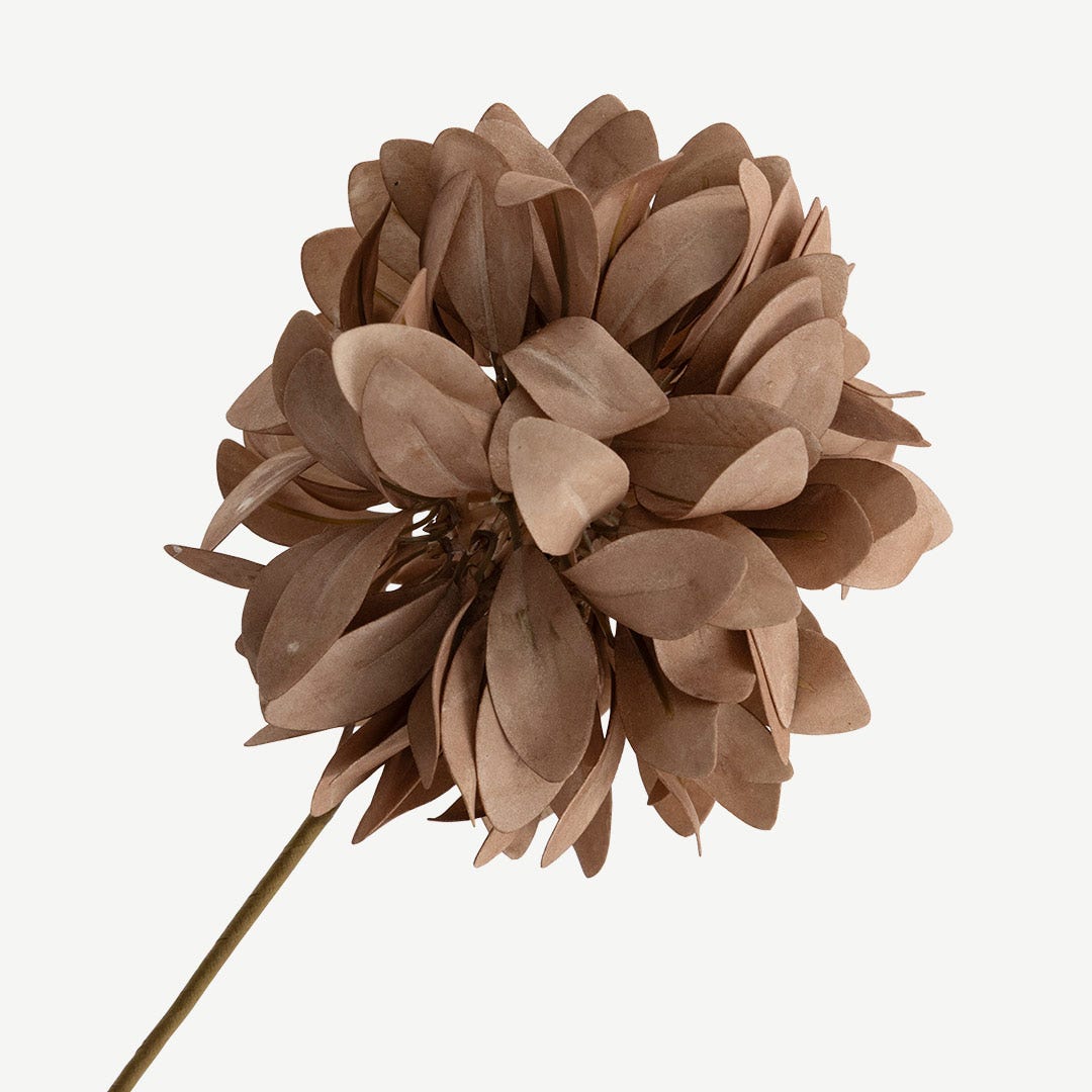 ساق زهرة كورنفلاور - بني