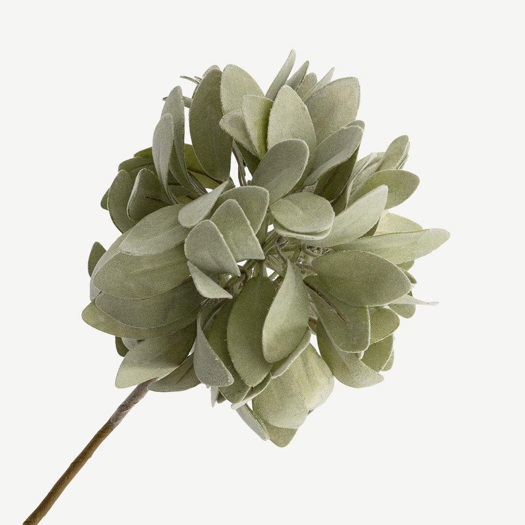 ساق نبات زهرة كورنفلاور - أخضر فاتح