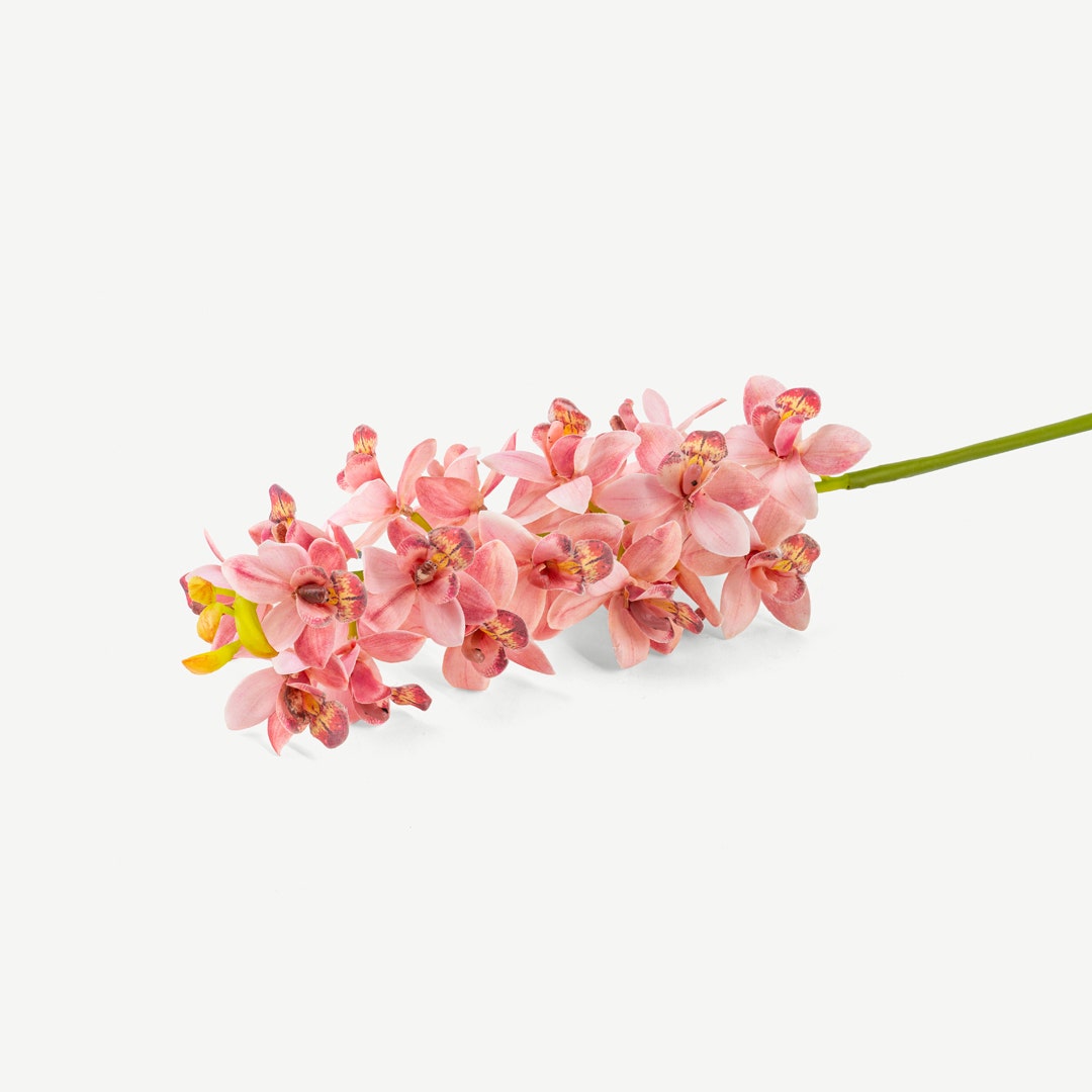 Cymbidium Flower Stem Pastel Pink