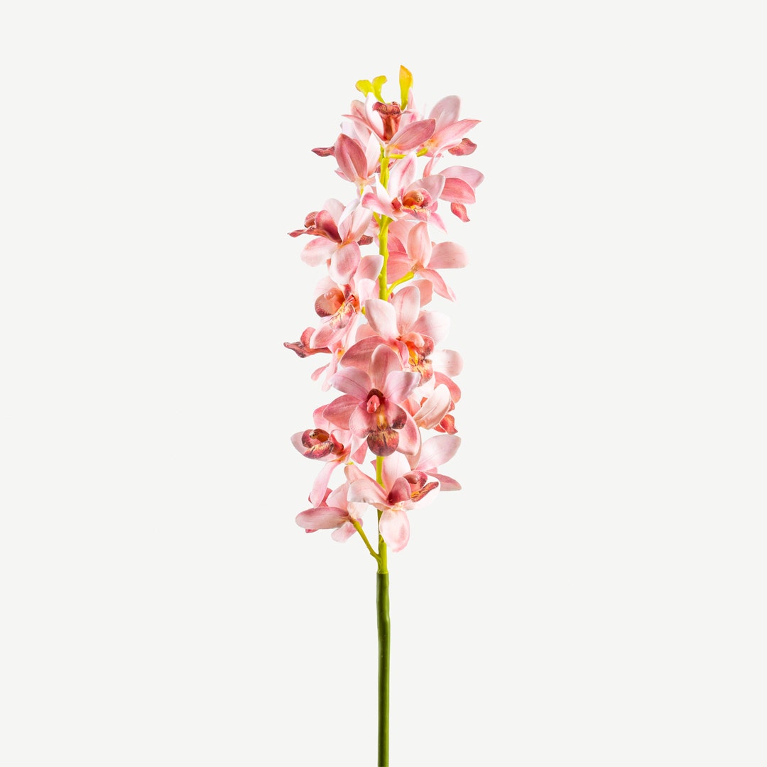 Cymbidium Flower Stem Pastel Pink