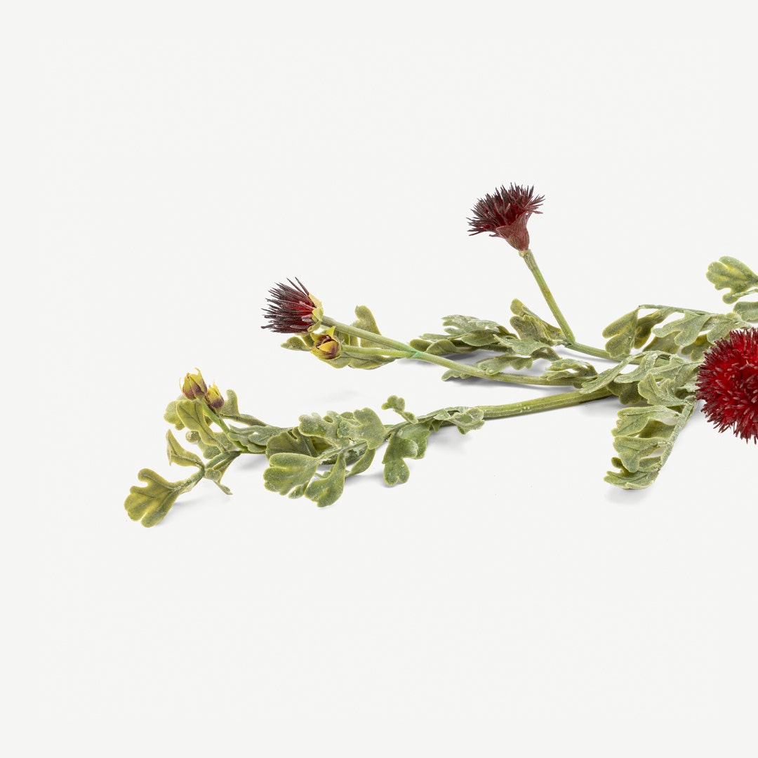 Dandelion Flower Set Burgundy